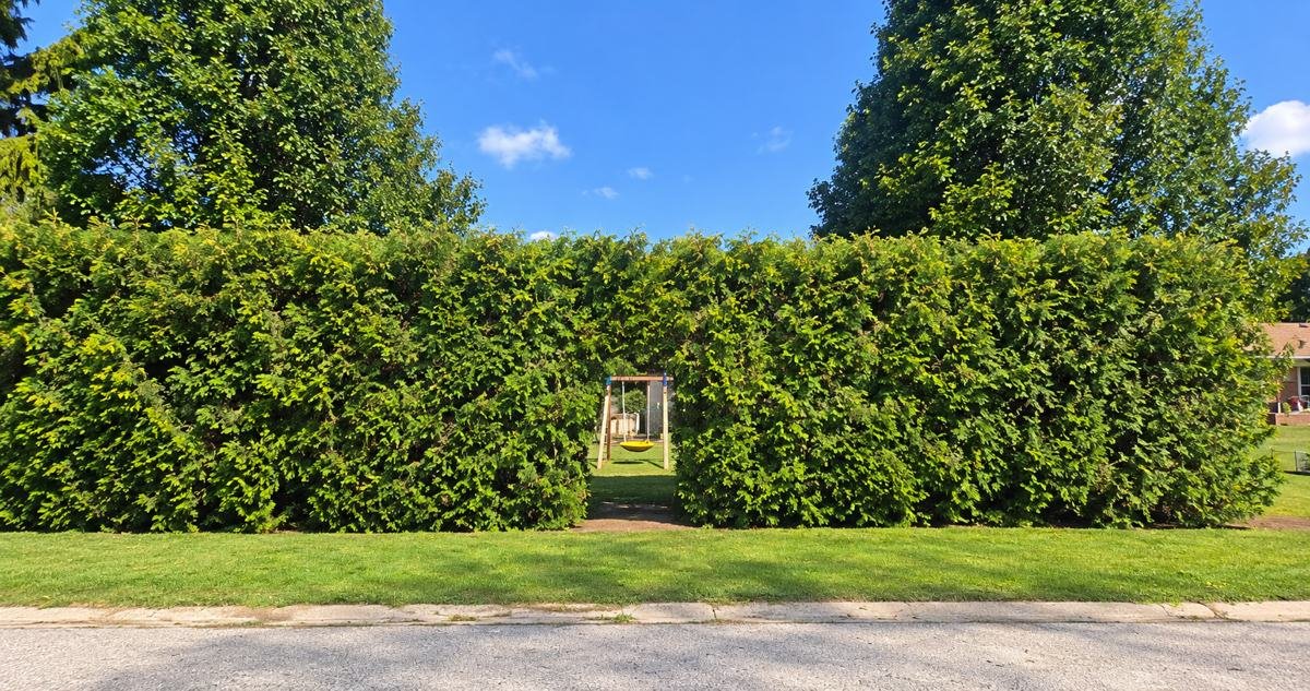 The same cedar hedge after trimming, with flat top and straight sides