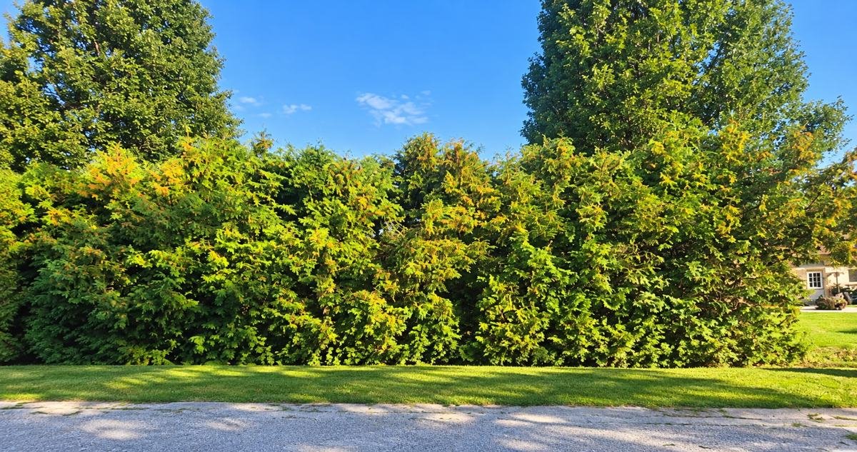 Overgrown cedar hedge along a street before trimming