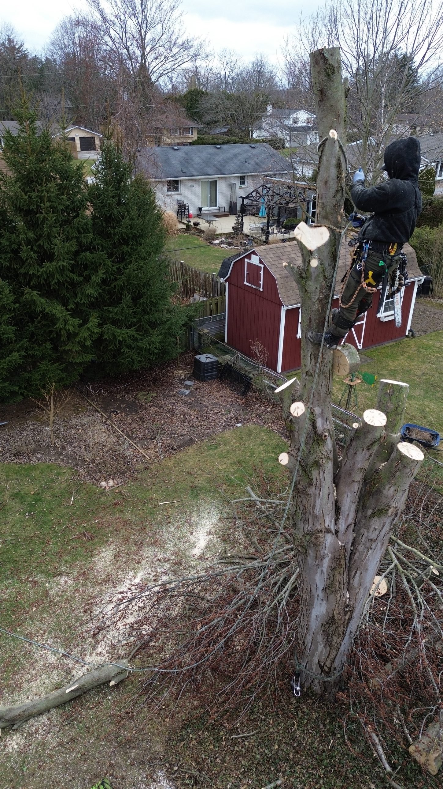 Crew member removing a large dead tree near utility lines
