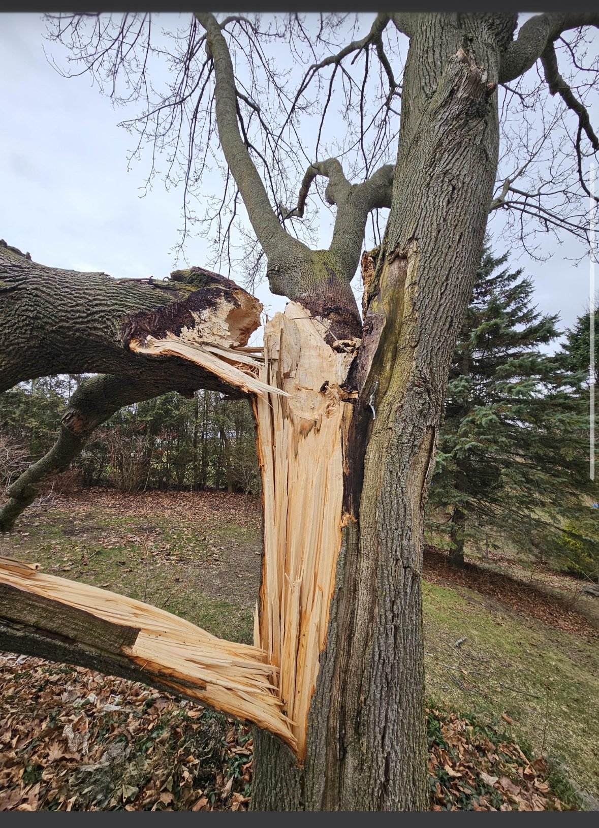 Storm-damaged tree with a split, hanging trunk