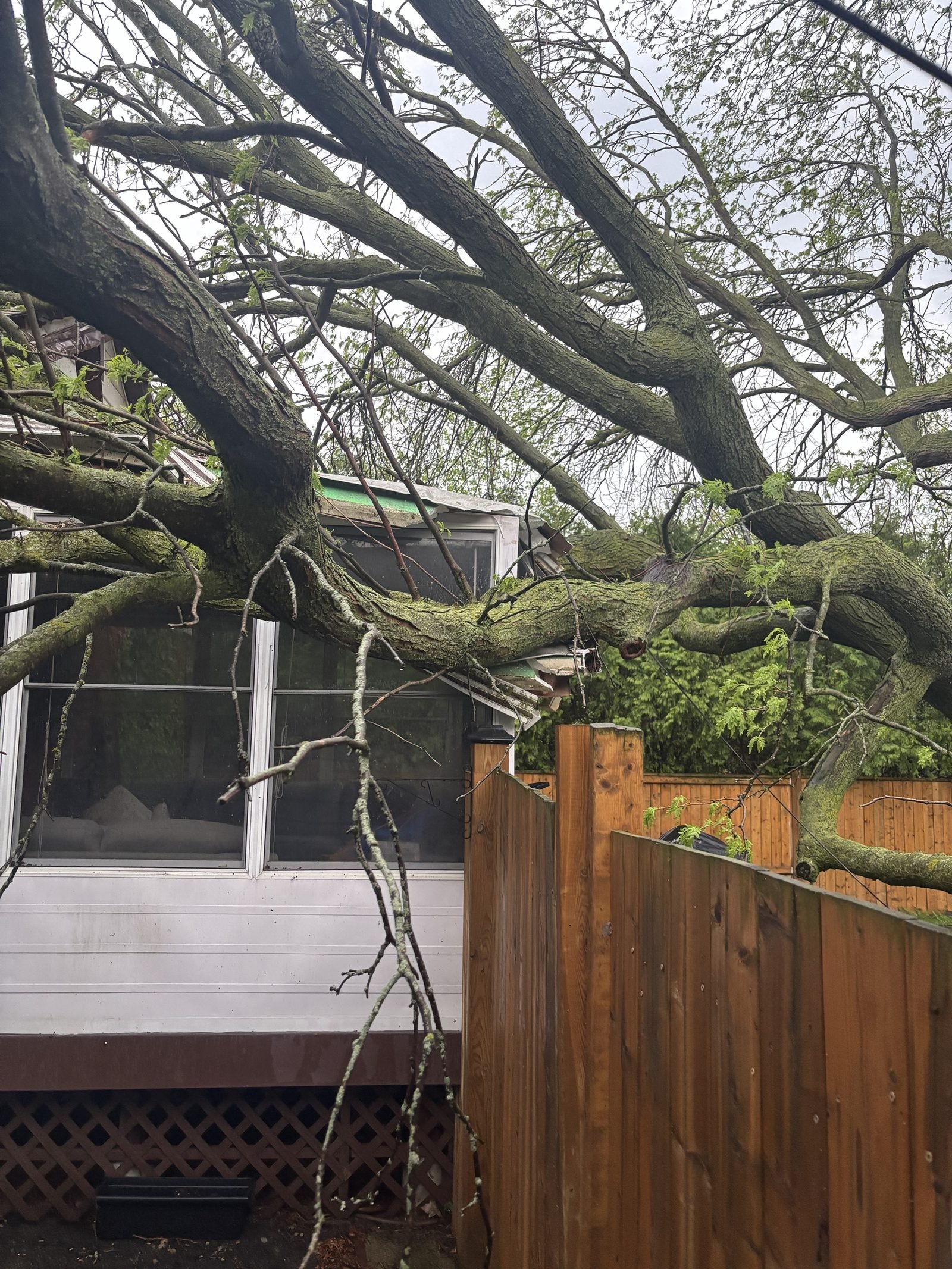 Large tree limb resting on a home's sunroom roof after a storm